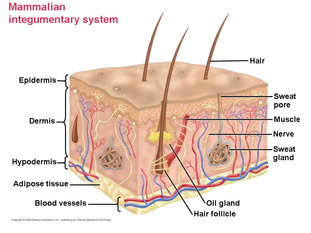 Mammalian integumentary system Epidermis Dermis Hypodermis Adipose tissue Blood vessels Hair Sweat pore Muscle